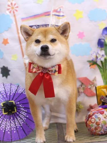 20240510はなちゃん